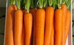 Disease Resistant High Yielding Carrot Hybrid Laguna F1