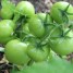 Mes išsprendžiame pomidorų derliaus problemas: ką daryti, jei pomidorai šiltnamyje nenusidažo raudonai