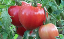 De beste variëteiten van roze tomaten