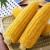 Is it possible to eat boiled corn for gastritis: arguments for and against, contraindications