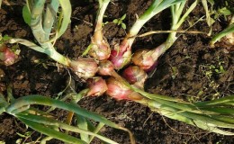 Una guía para jardineros principiantes para cultivar y cuidar cebollas familiares