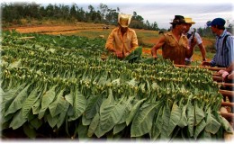 Que es el tabaco, su origen, cultivo y uso