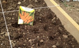 What is the best way to add to the soil when planting carrots: the secrets of a rich harvest