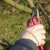 Стъпка по стъпка инструкции за подрязване на ябълкови дървета през пролетта за начинаещи градинари