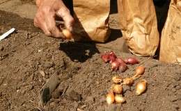 Kış öncesi soğan setleri ekmenin ana sırları: nasıl ve ne zaman doğru bir şekilde ekilir