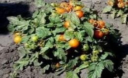 איך לגדל עגבניות 