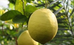 صنف بسيط من الليمون لرعاية اليوبيل لبائعي الزهور المبتدئين