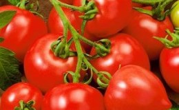 Perusteleeko tomaatti 
