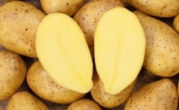 Hindi mapagpanggap na lumago at may mataas na ani ng iba't ibang patatas na El Mundo