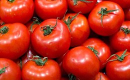 אילו זני עגבניות מגדלים נמוכים הם היצרנים ביותר