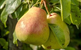 Overview of pear varieties Osennyaya Yakovleva: advantages, disadvantages, nuances of growing