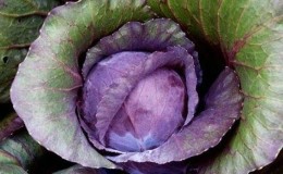 Why cabbage leaves turn purple and what to do about it