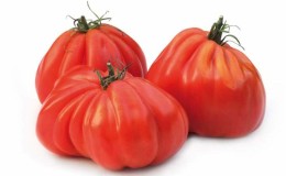 Un favorito de los agricultores entre los tomates: Tomato Bull's Heart, características y descripción de la variedad.