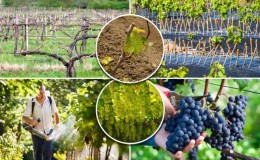 Ağustos Üzüm Bakımı Rehberi ve Deneyimli Şarap Yetiştiricilerinden İpuçları