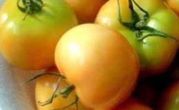De bästa recepten för att skörda bruna tomater för vintern
