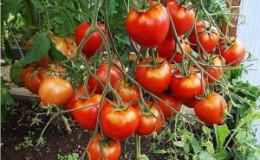 Die Hybride, die die Sommerbewohner empfehlen, ist die Tarasenko 2-Tomate und ihre positiven Eigenschaften