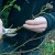 Why do you need pruning a climbing rose after flowering in summer and how to carry it out correctly