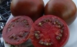 Ongebruikelijke en esthetische variëteit van tomaat 