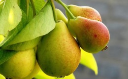 Ang isang pagpipilian ng mga pinakamahusay na varieties ng pinaka-masarap na taglamig-hardy peras para sa Siberia