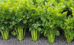 Growing and caring for leafy celery outdoors from planting to harvest