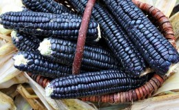 An exotic vegetable with an amazing look - black corn: properties, uses in cooking and traditional medicine