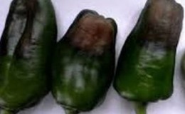 Cosa fare se i frutti dei peperoni diventano neri: identificare la causa e combatterla efficacemente