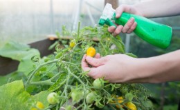 Hoe en waarom tomaten met serum met jodium besproeien: een recept voor een oplossing en instructies voor verwerking