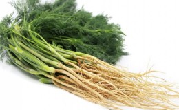 Useful properties of dill root and its medicinal use