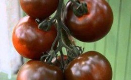 Aparência espetacular e sabor incomum: tomate 