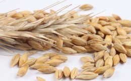 Ang mga nakapagpapagaling na katangian ng mga oats: folk resipe at contraindications