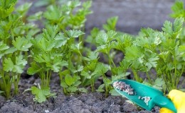 Como, quando e como alimentar a salsa para o crescimento: conselhos para jardineiros novatos