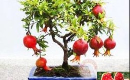Hoe granaatappel binnenshuis te kweken: verzorgingskenmerken