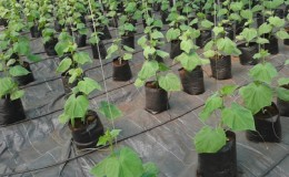 Maišytų agurkų auginimo instrukcijos: nuo medžiagų paruošimo iki galutinio derliaus nuėmimo