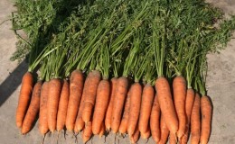 Sansão variedade de cenoura no meio da temporada