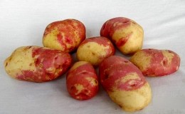 Potato iba't-ibang Limonka: paglalarawan, mga katangian at mga pagsusuri