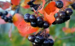 Instruções para poda de chokeberry no outono para jardineiros novatos