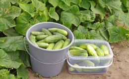 Wat te doen als komkommers niet groeien: recepten voor topdressing