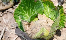 Why cabbage leaves turn yellow and what to do about it