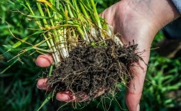 Wat is het wortelstelsel van tarwe en wat zijn de kenmerken ervan