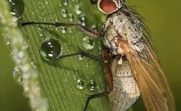 İsveç sineği kış buğdayında neden tehlikelidir ve bununla ve diğer tahıl zararlılarıyla nasıl baş edilir?