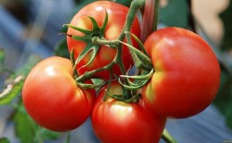 Un merveilleux hybride pour la culture en plein champ - nous plantons la tomate 