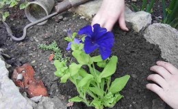 Growing petunias at home and in the open field: necessary conditions, planting, care