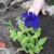 Growing petunias at home and in the open field: necessary conditions, planting, care