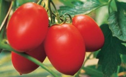 Hochertragreiche und unprätentiöse Benito-Tomate - die Geheimnisse einer reichen Ernte