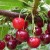 The best cherry varieties for central Russia