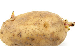 What is a potato tuber: botanical description, development and application
