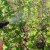 How and what to spray currants in the spring from pests and diseases