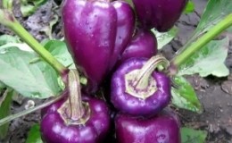 Les meilleures variétés de poivre violet et leurs caractéristiques