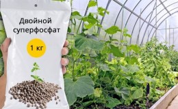Bahçede ve serada salatalıkların gübrelenmesi için süperfosfat kullanımı