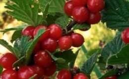 A step-by-step guide to pruning felt cherries in summer for beginners